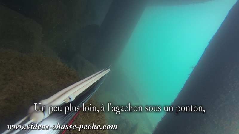 Chasse sous-marine en méditerranée
